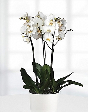 Asil Beyaz 3 Dal Orkide