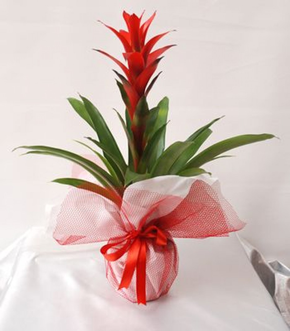 Guzmania Saks iek