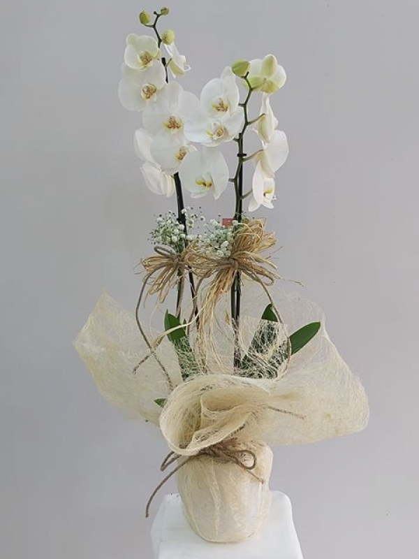 Çift Dal Beyaz orkide
