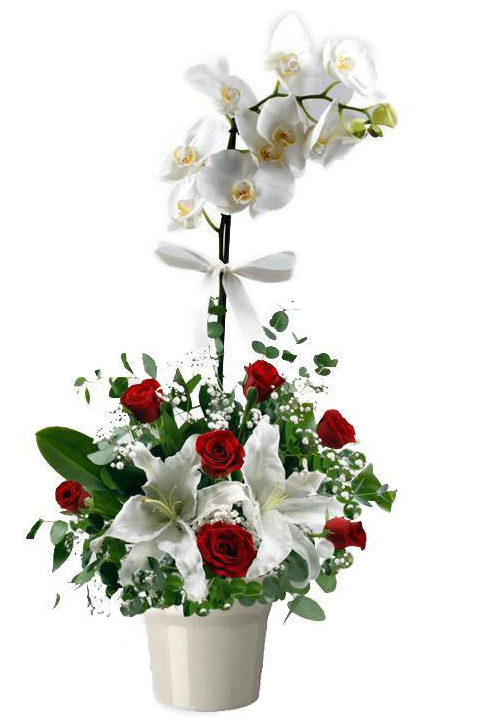 Beyaz Orkide ve Güller